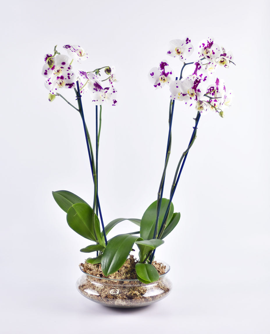 SET DE DOS arreglos de orquídeas artificiales en macetas de vidrio.